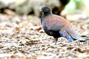 Peacock beasant rothschild: všechny informace o životě ptáka Peacock beasant rothschild: všechny informace o životě ptáka